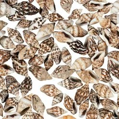 Budget 😀 Genuine Mini Sea Shells 👏