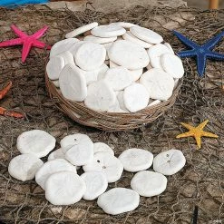 Top 10 ๐ฅ Genuine Sand Dollars with Basket ๐