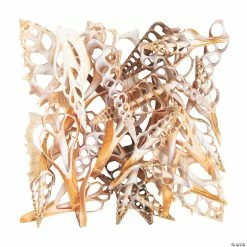 Discount π Large Center Cut Sea Shells - 50 Pc. β€οΈ