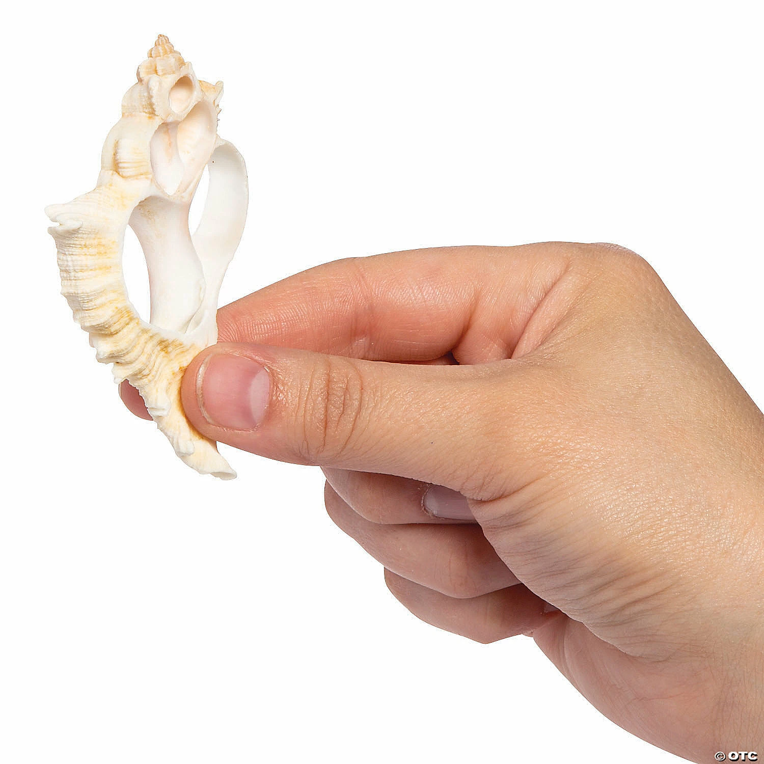 Discount π Large Center Cut Sea Shells - 50 Pc. β€οΈ 4 Discount π Large Center Cut Sea Shells - 50 Pc. β€οΈ - Image 2