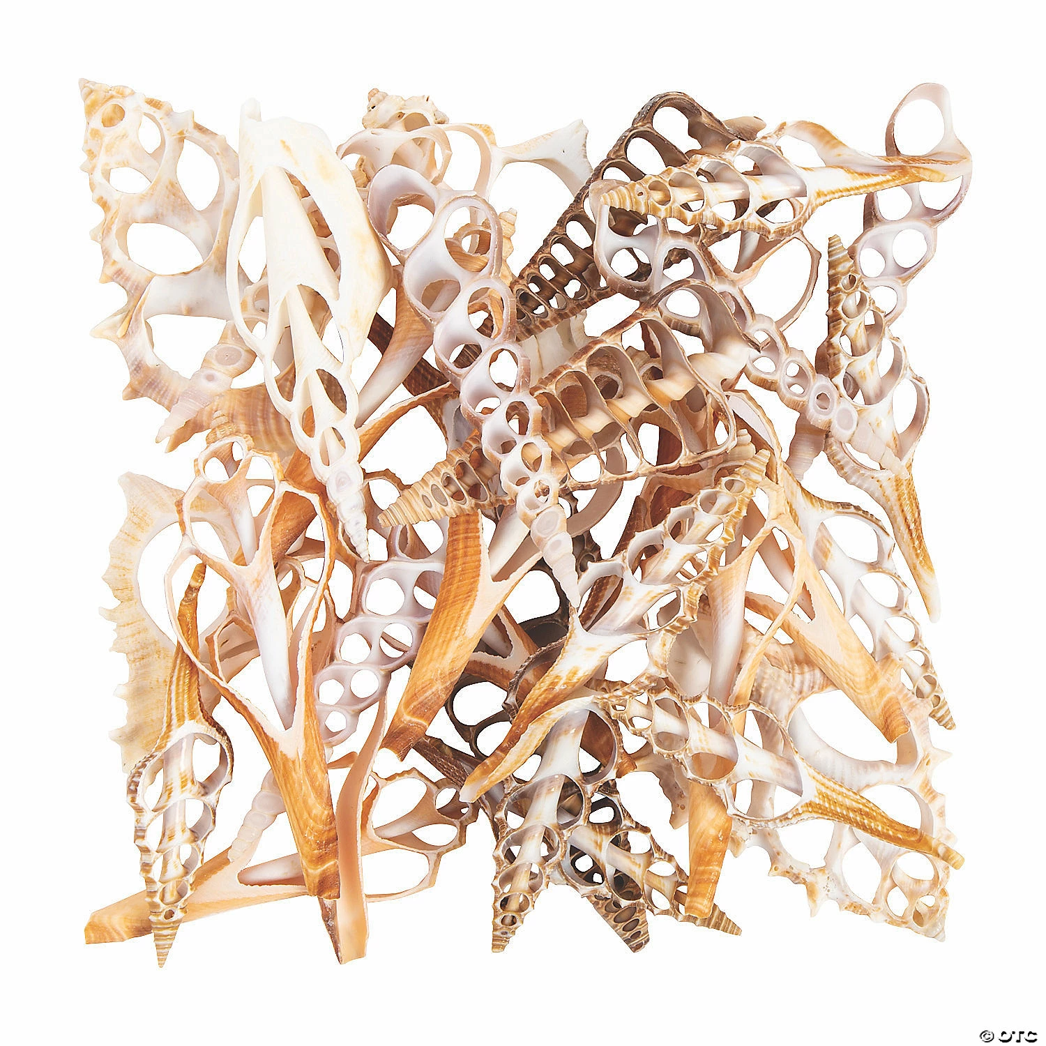 Discount π Large Center Cut Sea Shells - 50 Pc. β€οΈ 3 Discount π Large Center Cut Sea Shells - 50 Pc. β€οΈ