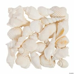 Brand new βοΈ Mixed Large White Sea Shells π€©