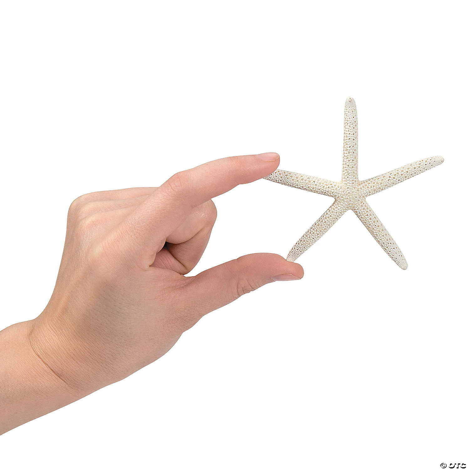 Brand new π Natural Bleached Finger Starfish - 12 Pc. π 4 Brand new π Natural Bleached Finger Starfish - 12 Pc. π - Image 2