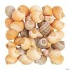 New β¨ Natural Spiral Sea Shells π― 1 New β¨ Natural Spiral Sea Shells π― -Cheap Summer Crafts Store natural spiral sea shells13933753