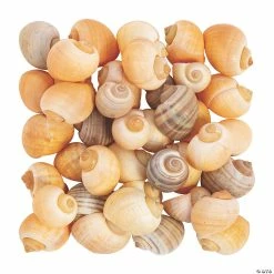 New ✨ Natural Spiral Sea Shells 💯