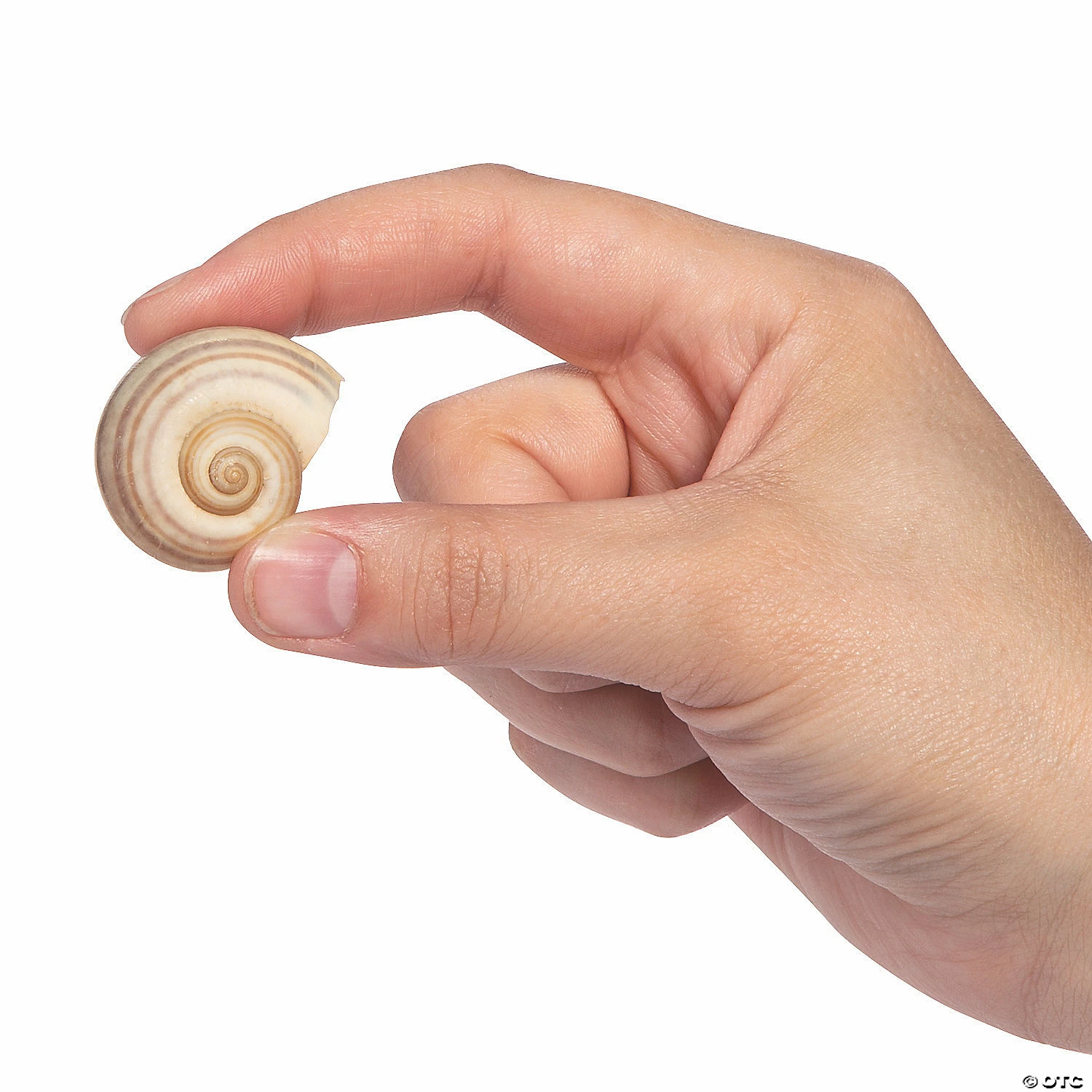 New β¨ Natural Spiral Sea Shells π― 4 New β¨ Natural Spiral Sea Shells π― - Image 2