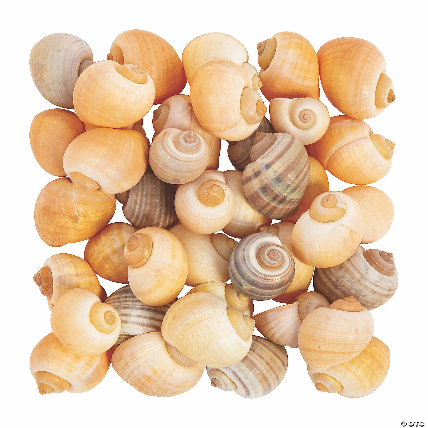New β¨ Natural Spiral Sea Shells π― 3 New β¨ Natural Spiral Sea Shells π―