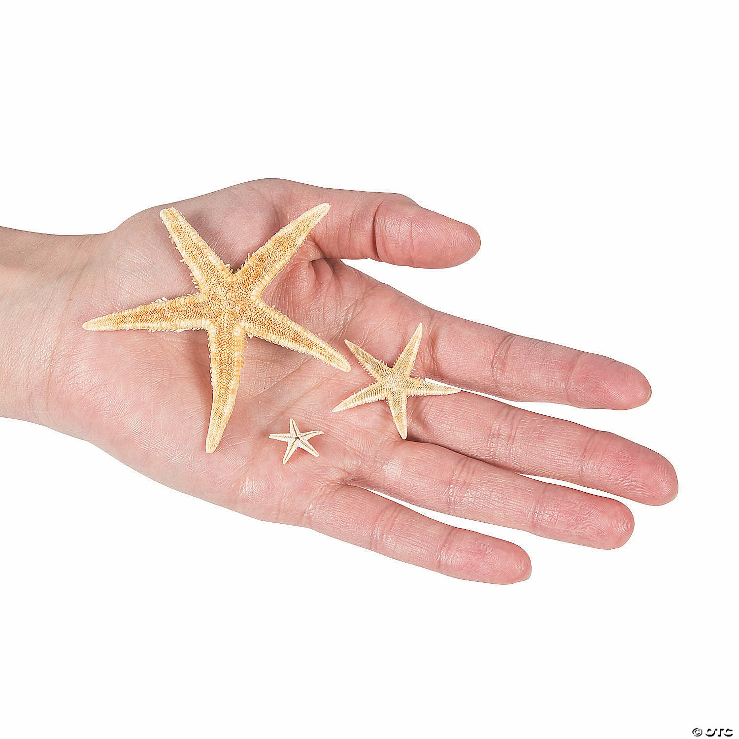 Best deal ✨ Natural Starfish Assortment - 30 Pc. ❤️ 4 Best deal ✨ Natural Starfish Assortment - 30 Pc. ❤️ - Image 2