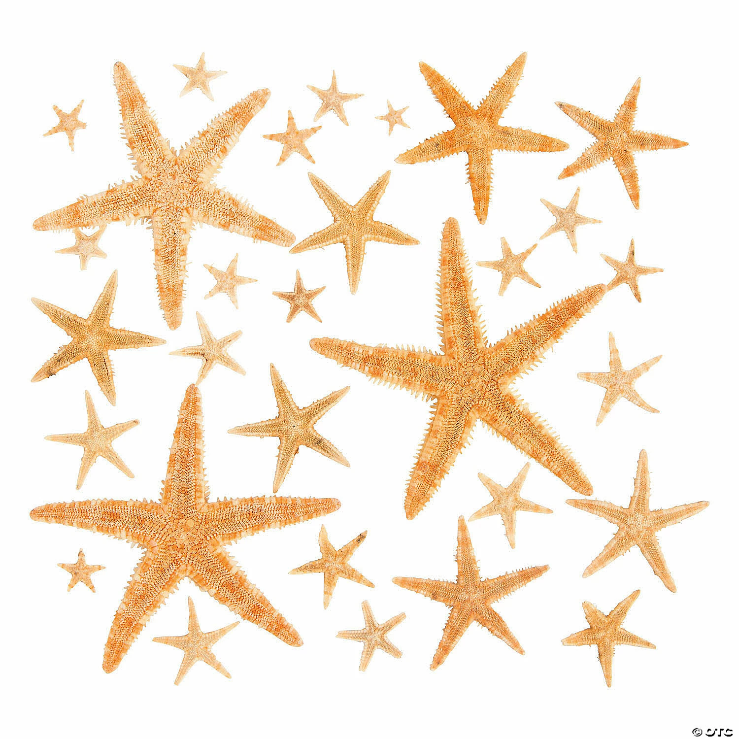 Best deal ✨ Natural Starfish Assortment - 30 Pc. ❤️ 3 Best deal ✨ Natural Starfish Assortment - 30 Pc. ❤️