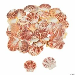 Wholesale π― Pecten Macarensis Sea Shells β
