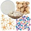 Best Sale 🌟 Super Shell Assortment - 430 Pc. 🎉 -Cheap Summer Crafts Store super shell assortment 430 pc 14098253